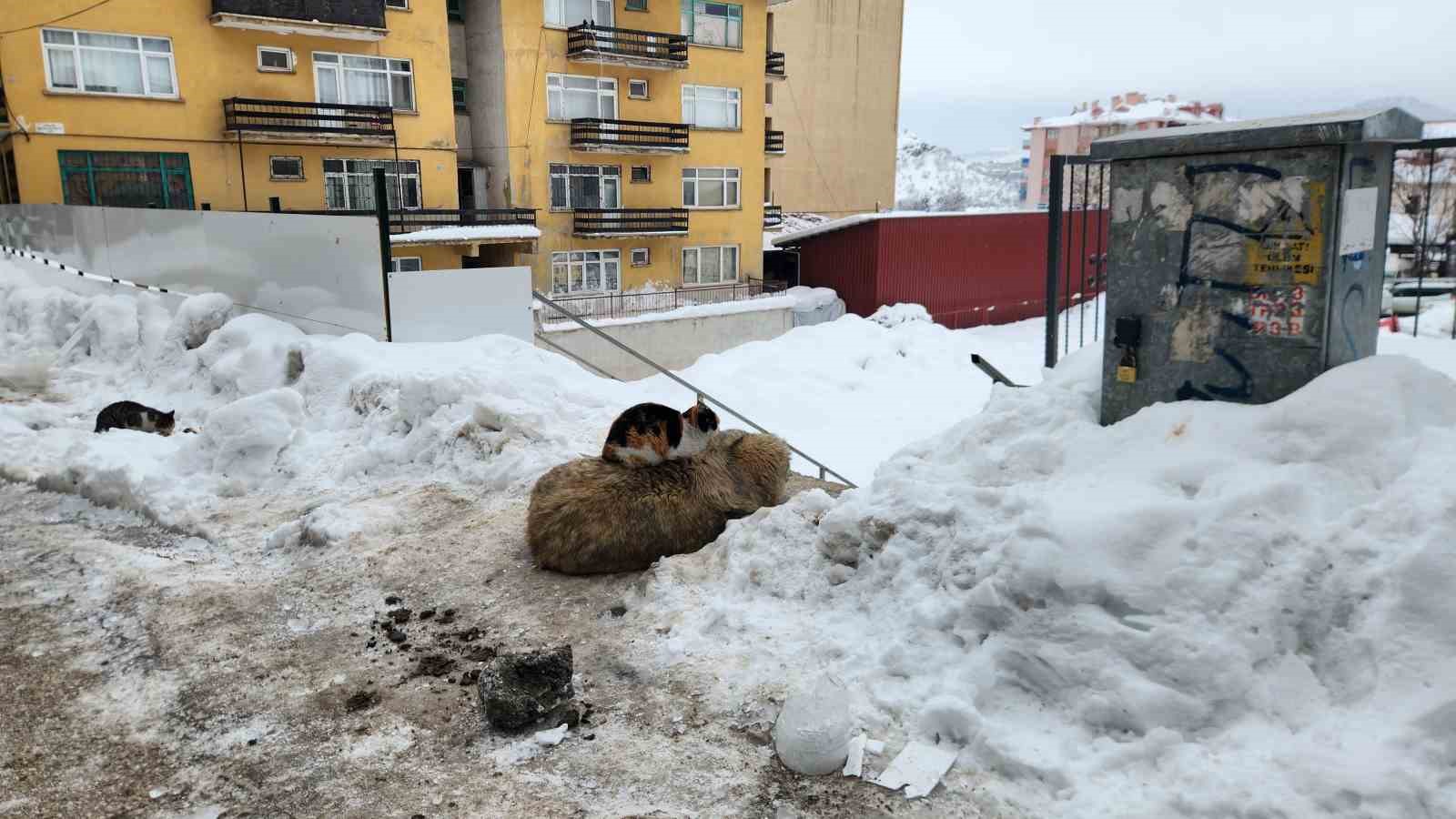 tuncelide kedi ile kopegin dostlugu icleri isitti 1 ZBDajWFG