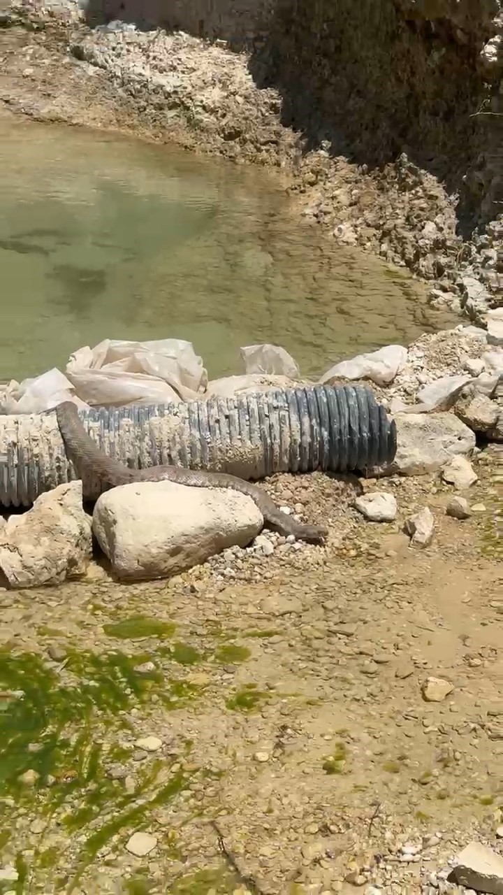 tuncelide koca engerek yilani goruntulendi 0 s4qiTRIW