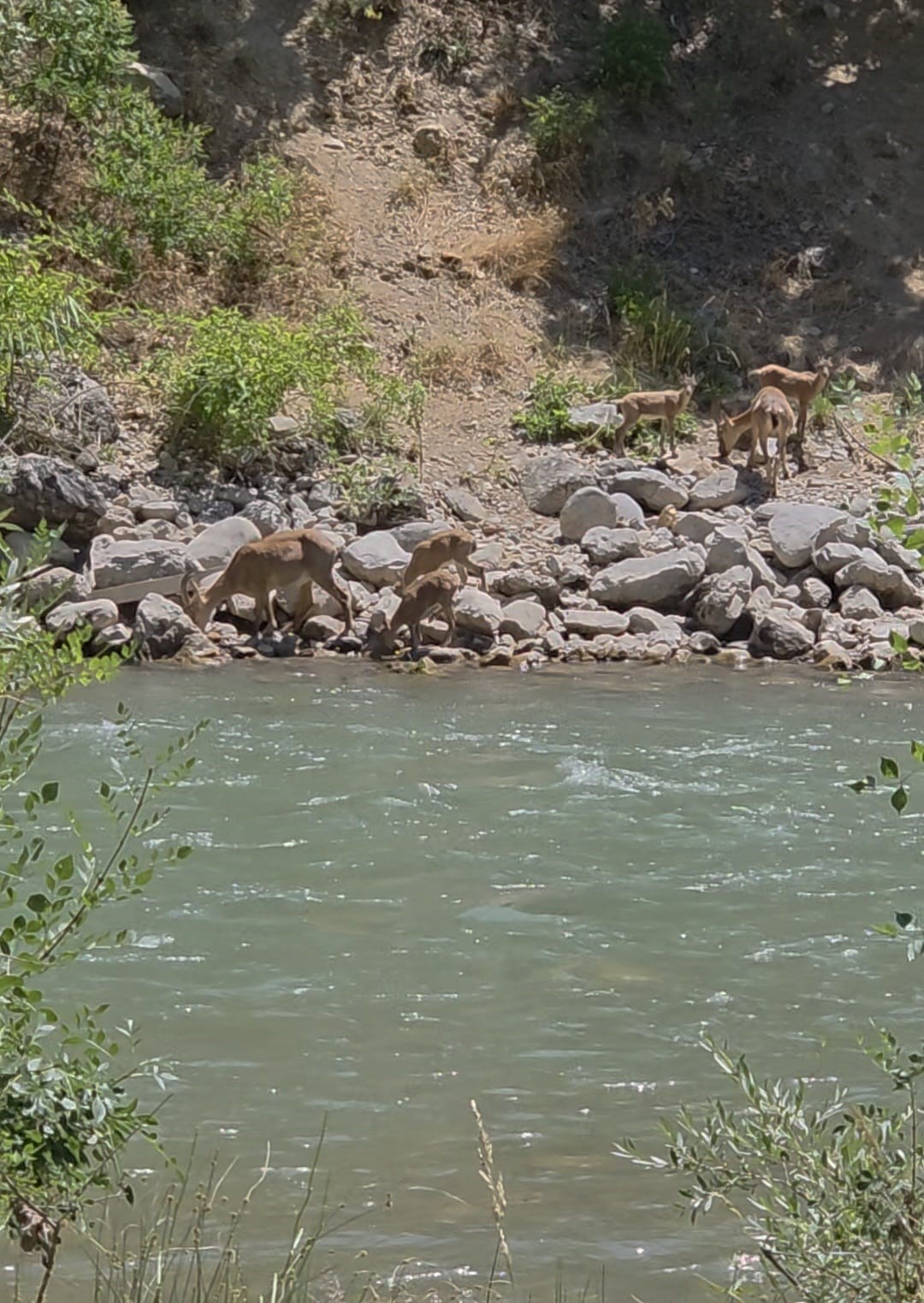Tunceli’de koruma altındaki dağ keçileri görüntülendi 4 tuncelide koruma altindaki dag kecileri goruntulendi 0