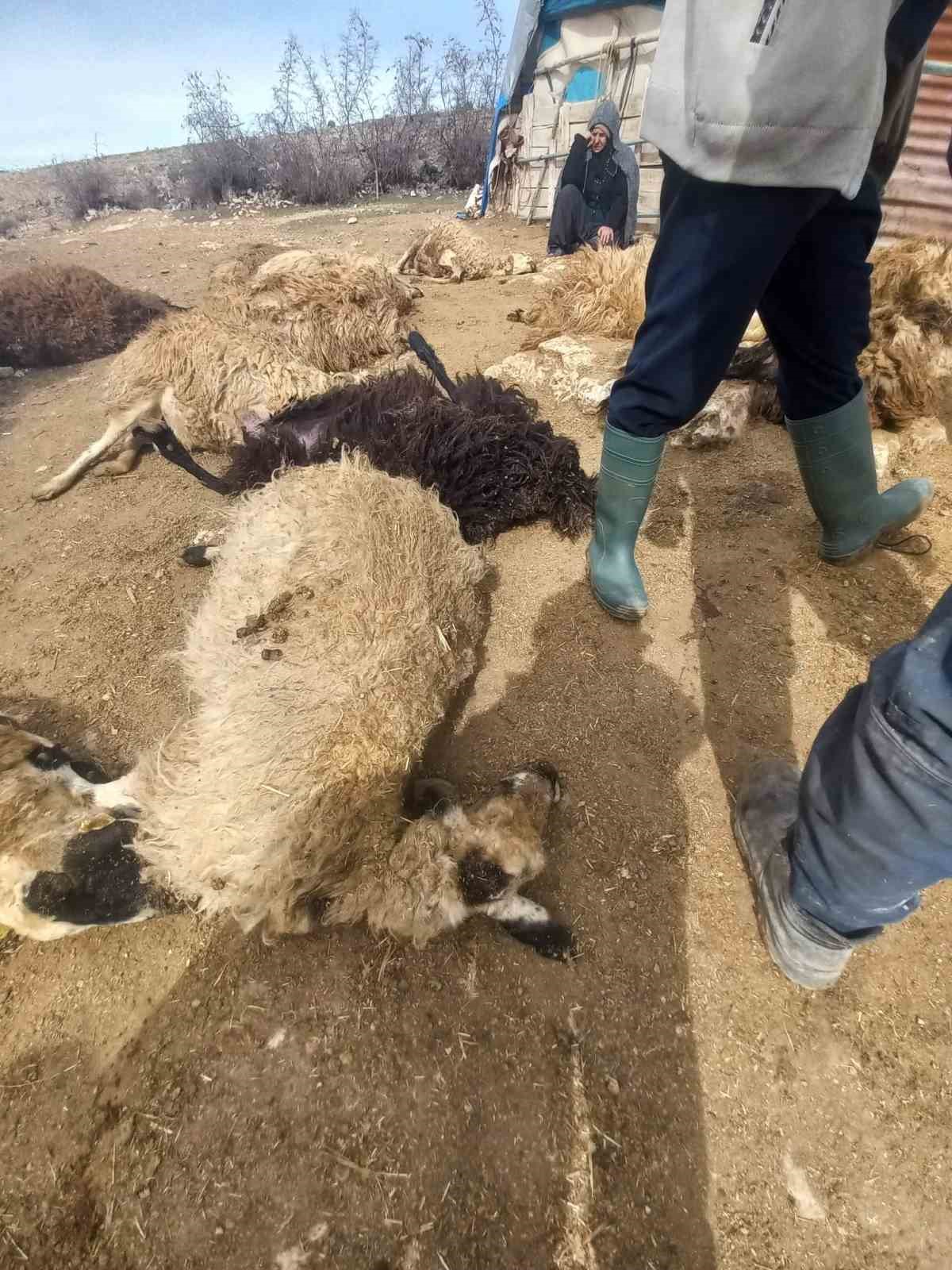 tuncelide kurt panigi 64 koyun telef oldu 11 koyun yarali 2
