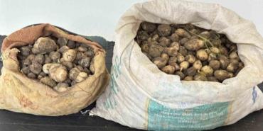 tuncelide-salep-sogani-toplayan-3-kisiye-2-milyon-ceza-kesildi-eJUUNV92.jpg
