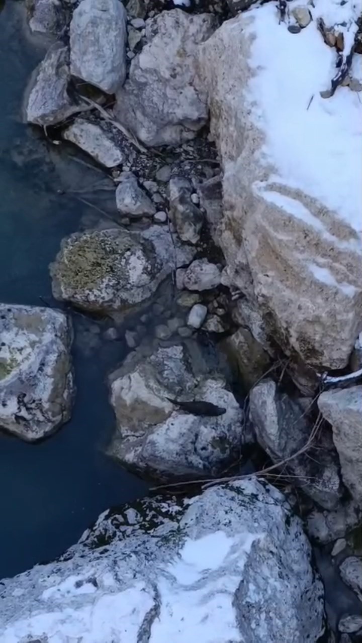 tuncelide sira disi anlar ayni vadide su samurlari ve buz gibi suda yuzen gencler nkZQ71Nt