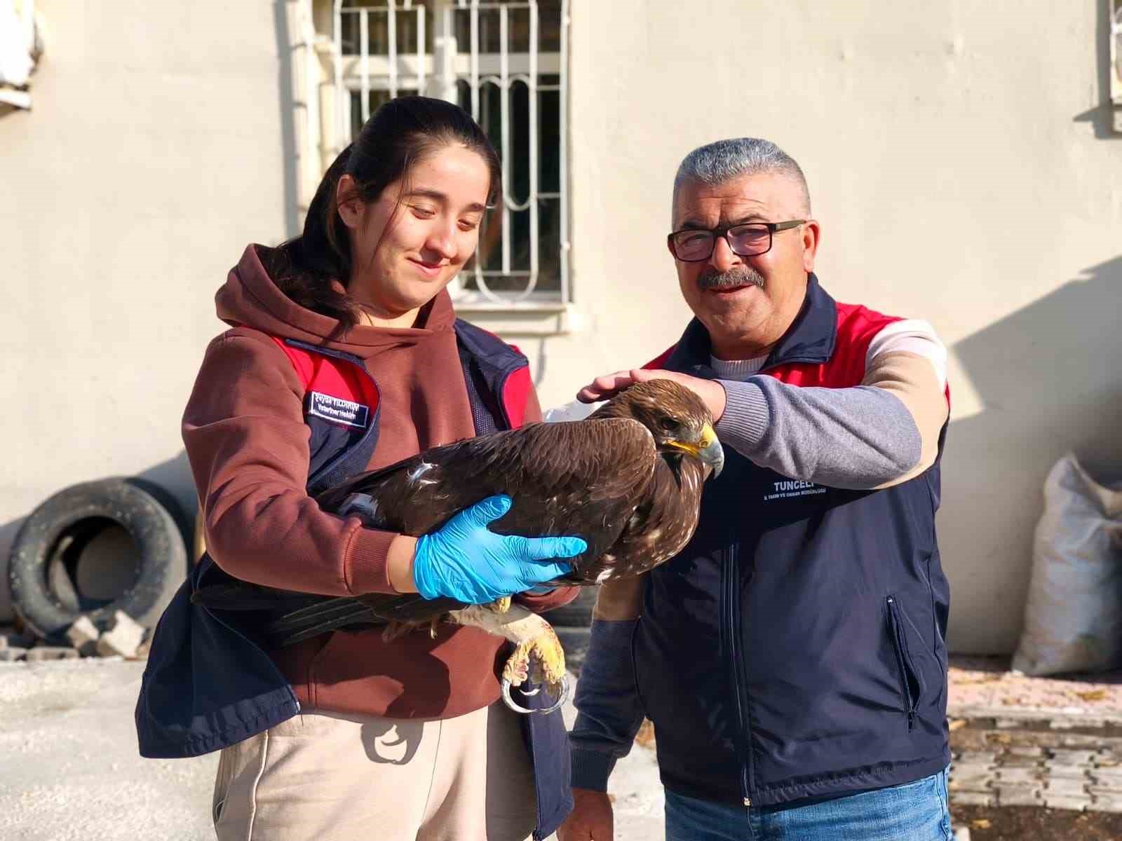 tuncelide yarali halde bulunan kartal tedavi altina alindi 0