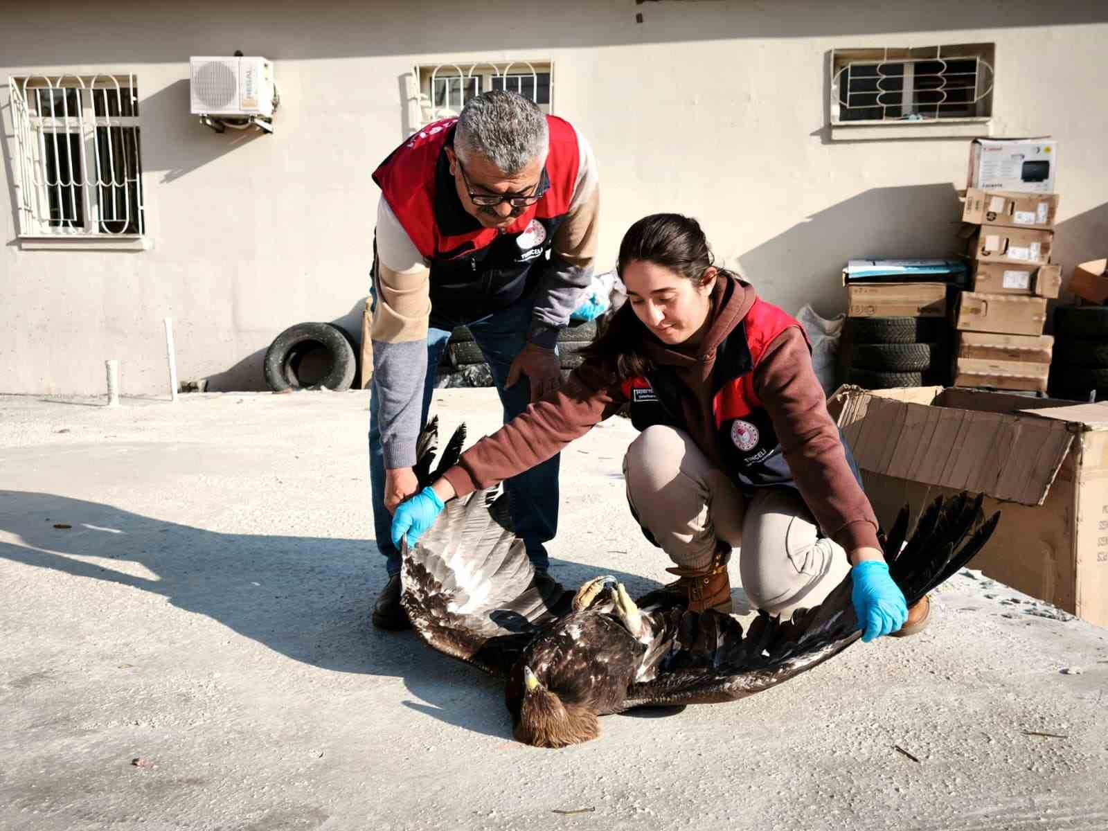 tuncelide yarali halde bulunan kartal tedavi altina alindi 1 UyBUuAKk