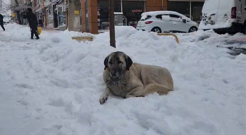 tuncelide yogun kar yagisi etkili oldu 2 nUCuZeLn