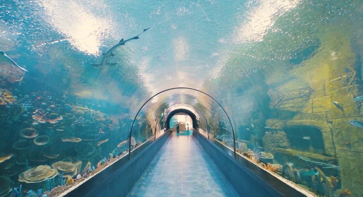 tunel akvaryum turistlerin gozdesi oldu 0 q3GRViav