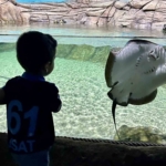 tunel-akvaryum-turistlerin-gozdesi-oldu-2p1cjq47.jpg