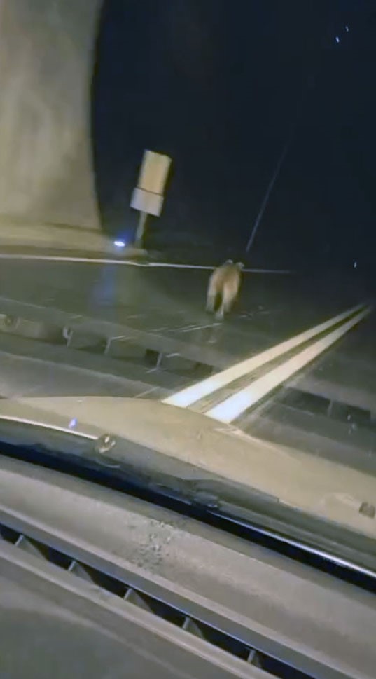 tunelde ayi panigi dakikalarca aracin onunde kostu 1 s1BnsXGU