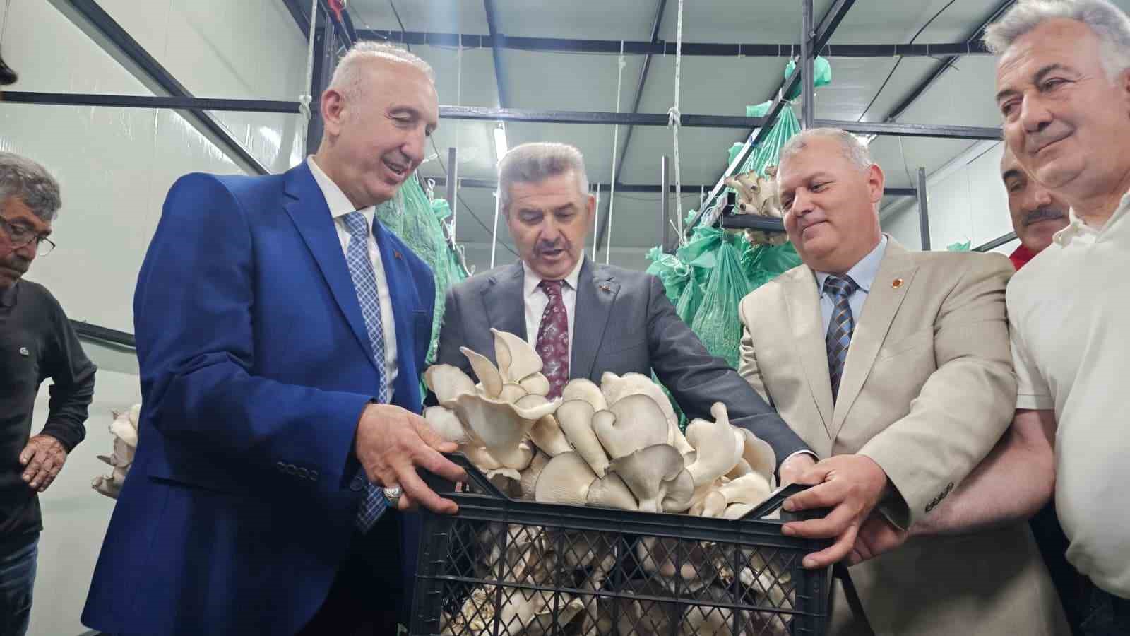 tunelde uretilen istiridye mantarinin ilk hasadi gerceklestirildi 3 99WFYm3y