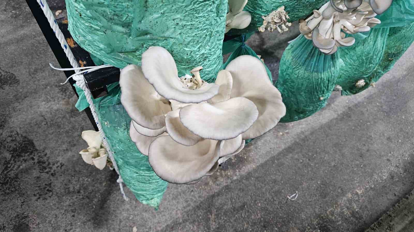 tunelde uretilen istiridye mantarinin ilk hasadi gerceklestirildi 6 ScShsIeb