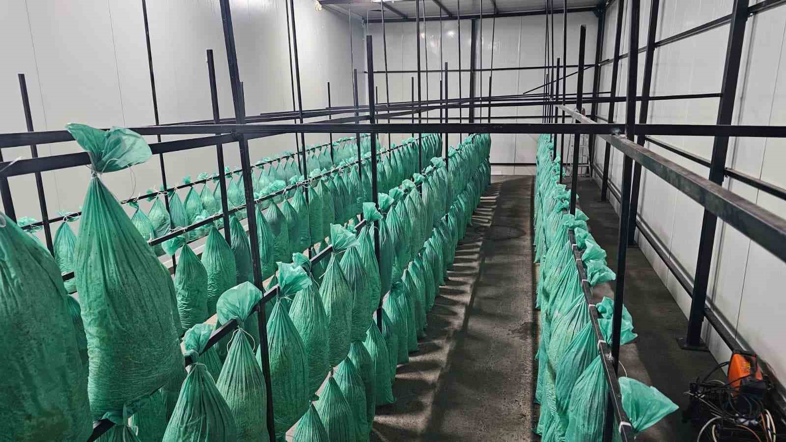 tunelde uretilen istiridye mantarinin ilk hasadi gerceklestirildi 7 fJEbyhqi