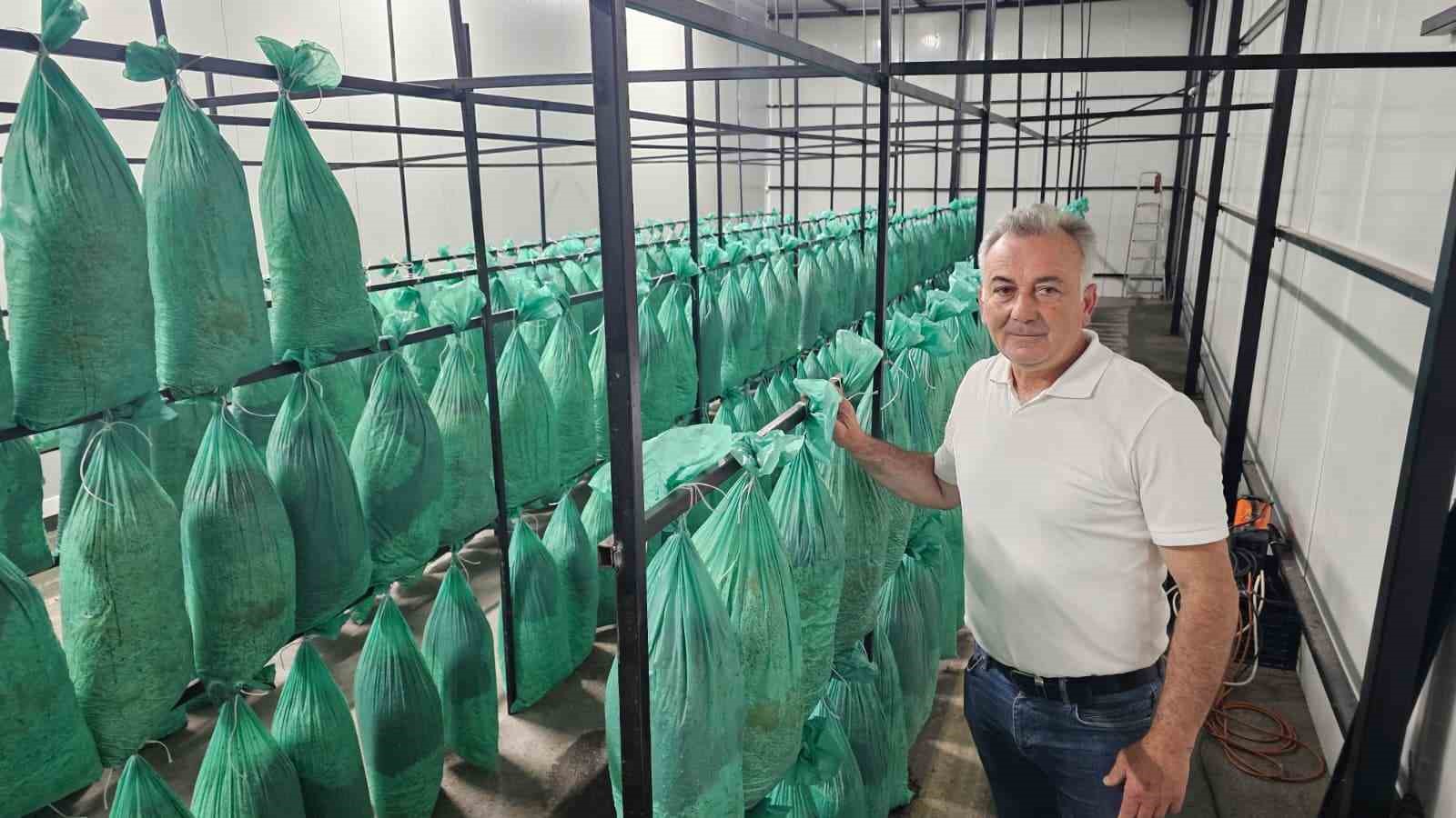tunelde uretilen istiridye mantarinin ilk hasadi gerceklestirildi 8 nUI5Tjg5