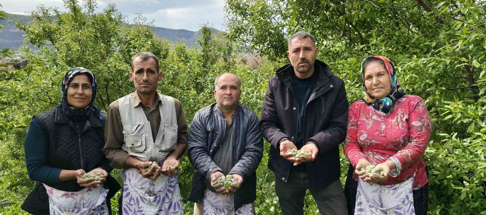turfanda cagla hasadi erken basladi 1 yYC2ethT