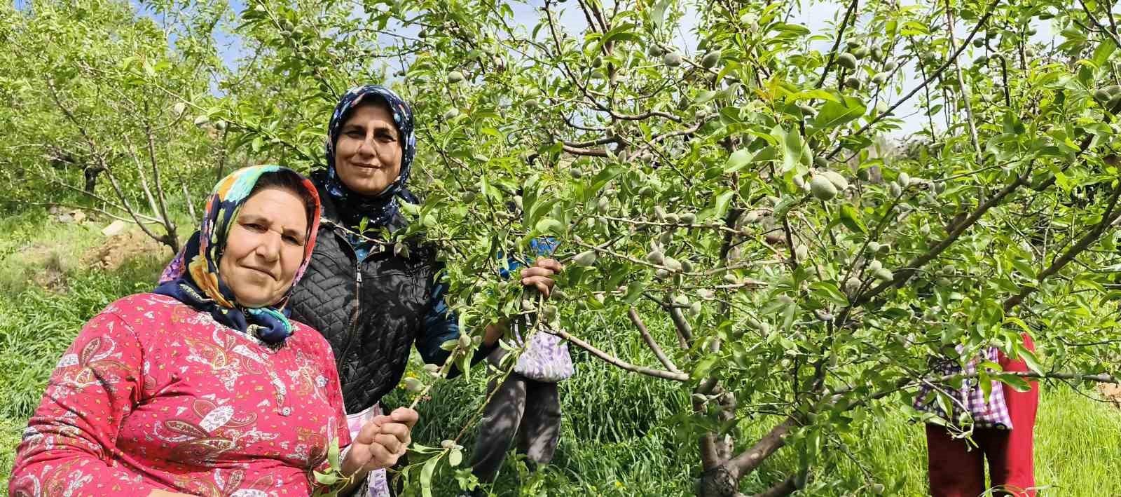 turfanda cagla hasadi erken basladi 2 VlEbpKmX
