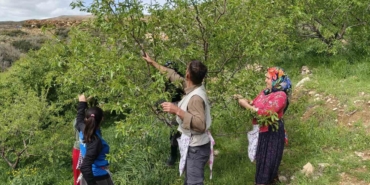turfanda-cagla-hasadi-erken-basladi-kC6eGqUp.jpg