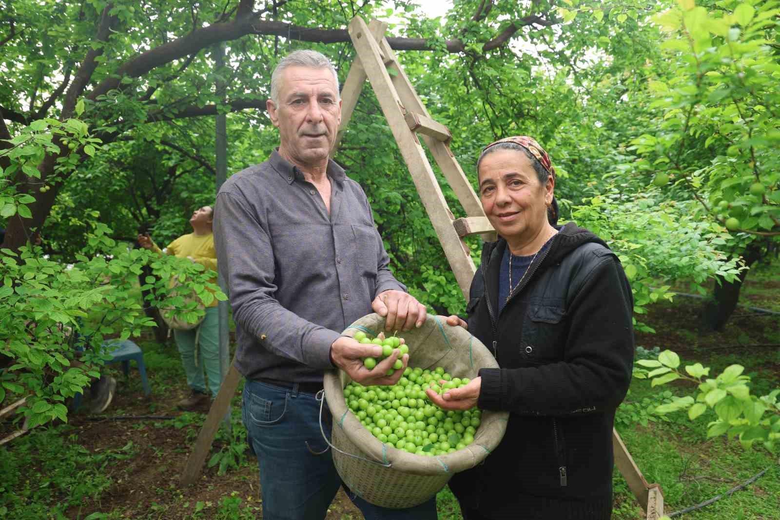 turfanda can erigi avrupa ulkelerine ihrac ediliyor 0
