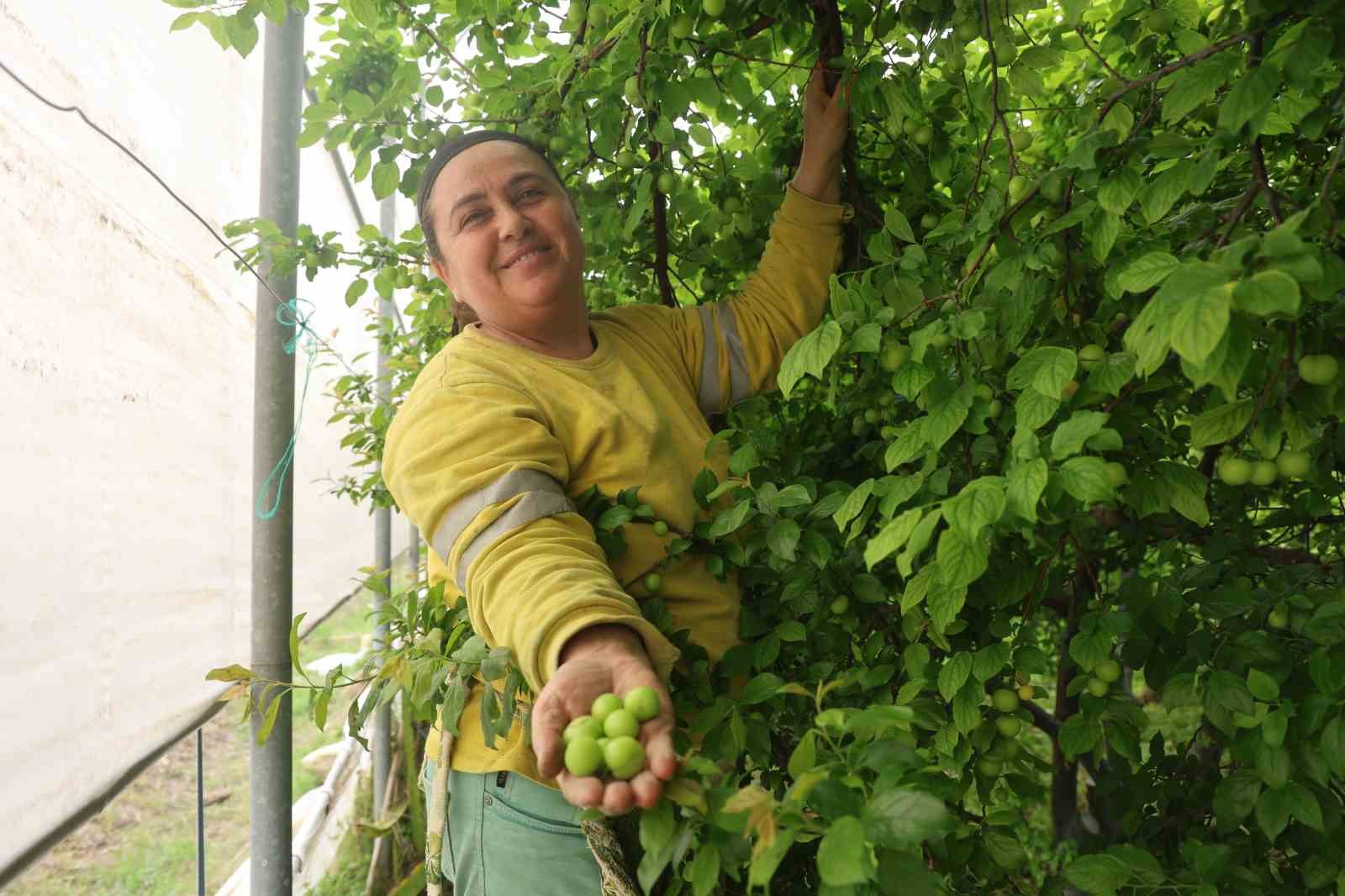 turfanda can erigi avrupa ulkelerine ihrac ediliyor 5 tqYeOgU9