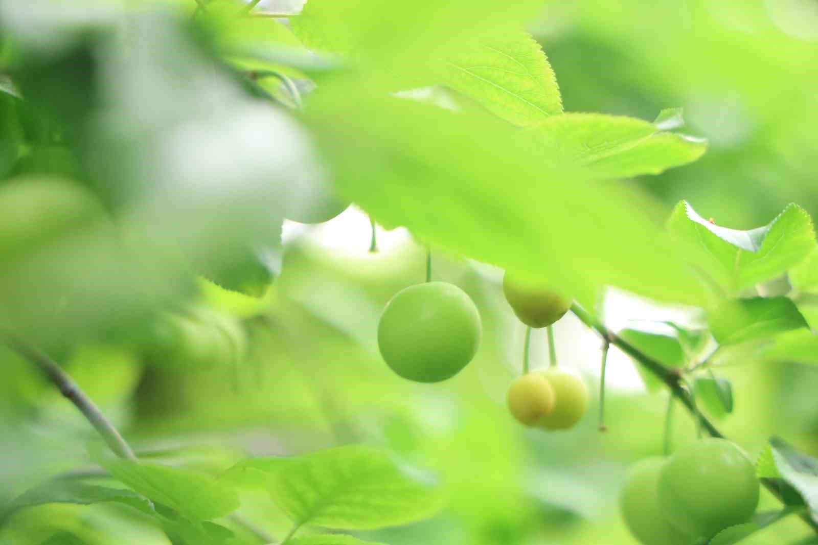 turfanda can erigi avrupa ulkelerine ihrac ediliyor 7 w4Xgqzdv