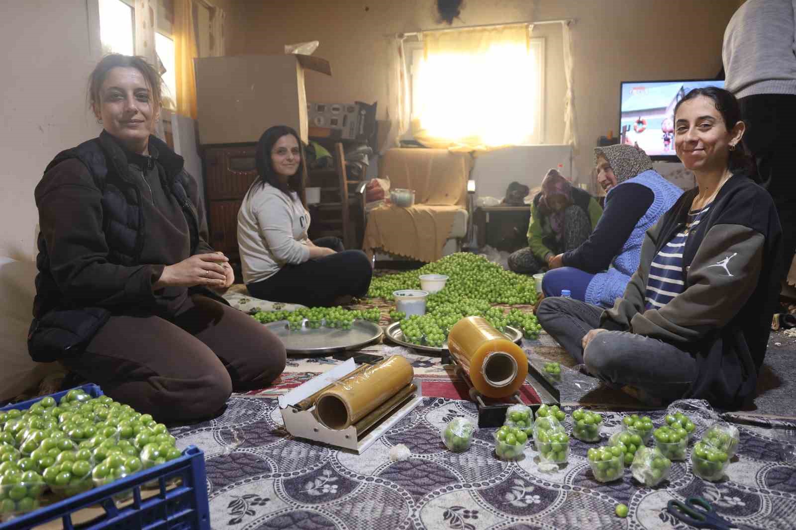 turfanda can erigi avrupa ulkelerine ihrac ediliyor 8 iKYby3AH