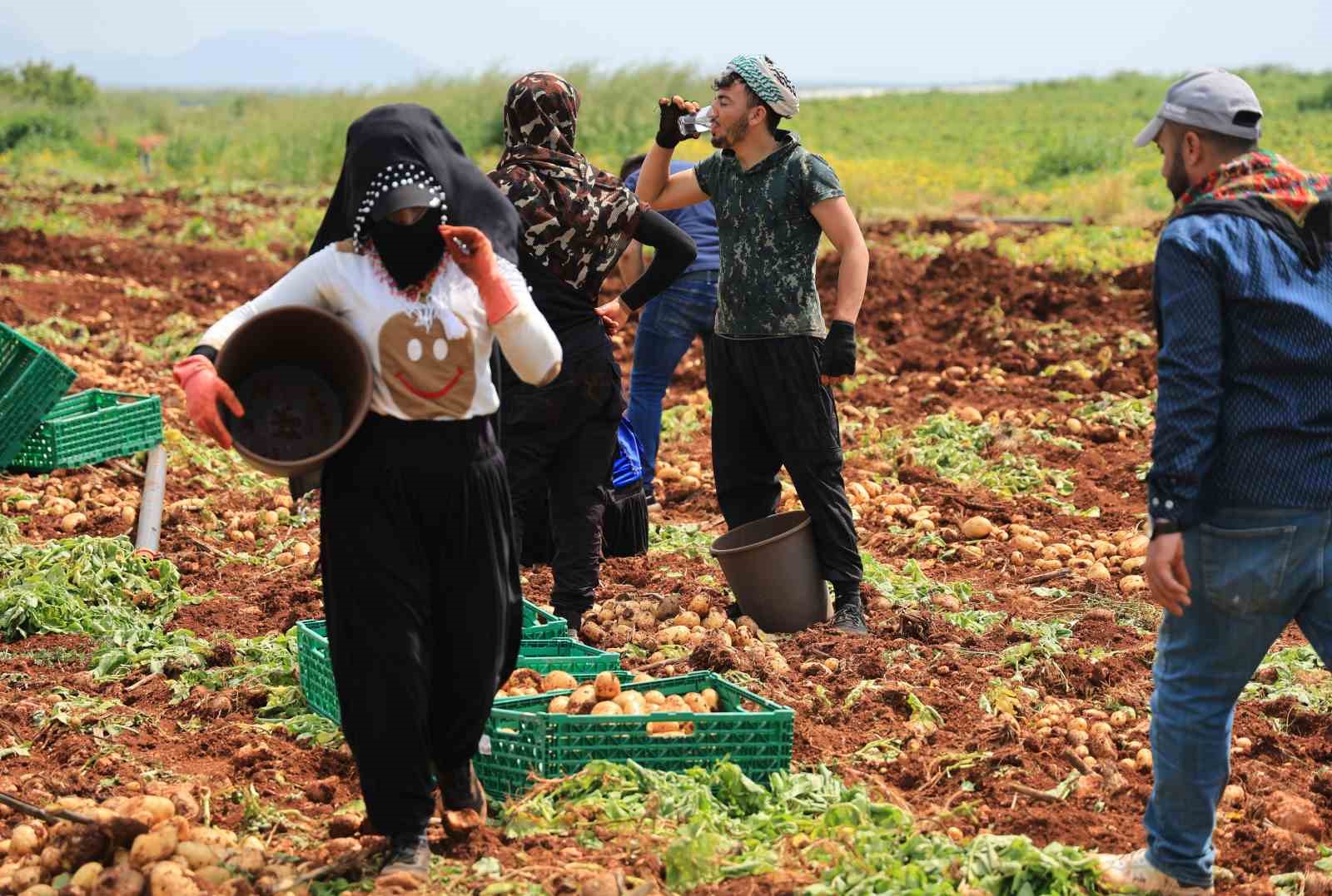 turfanda patateste hasat basladi 3