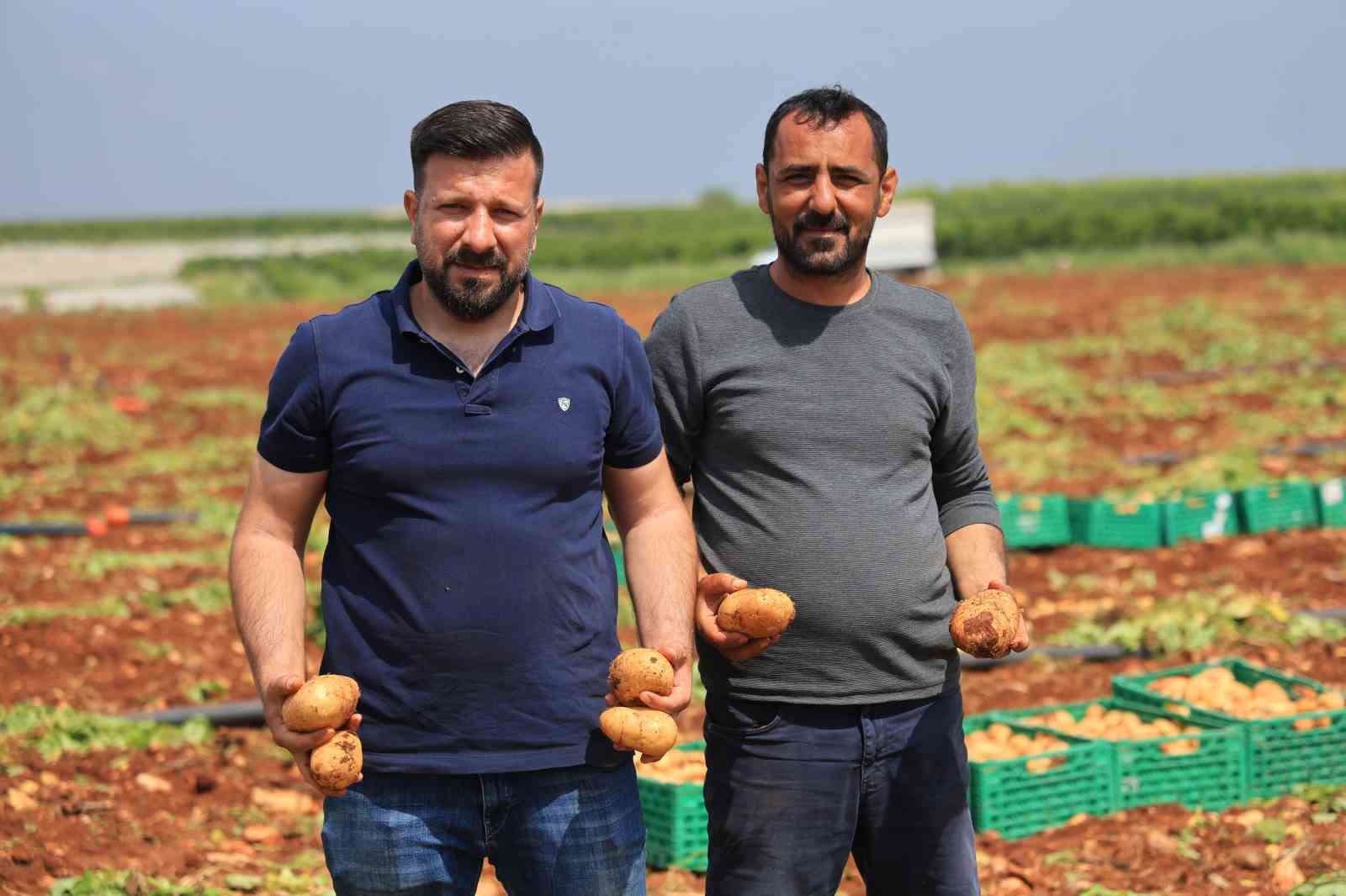 turfanda patateste hasat basladi 7 sXQRIkRq