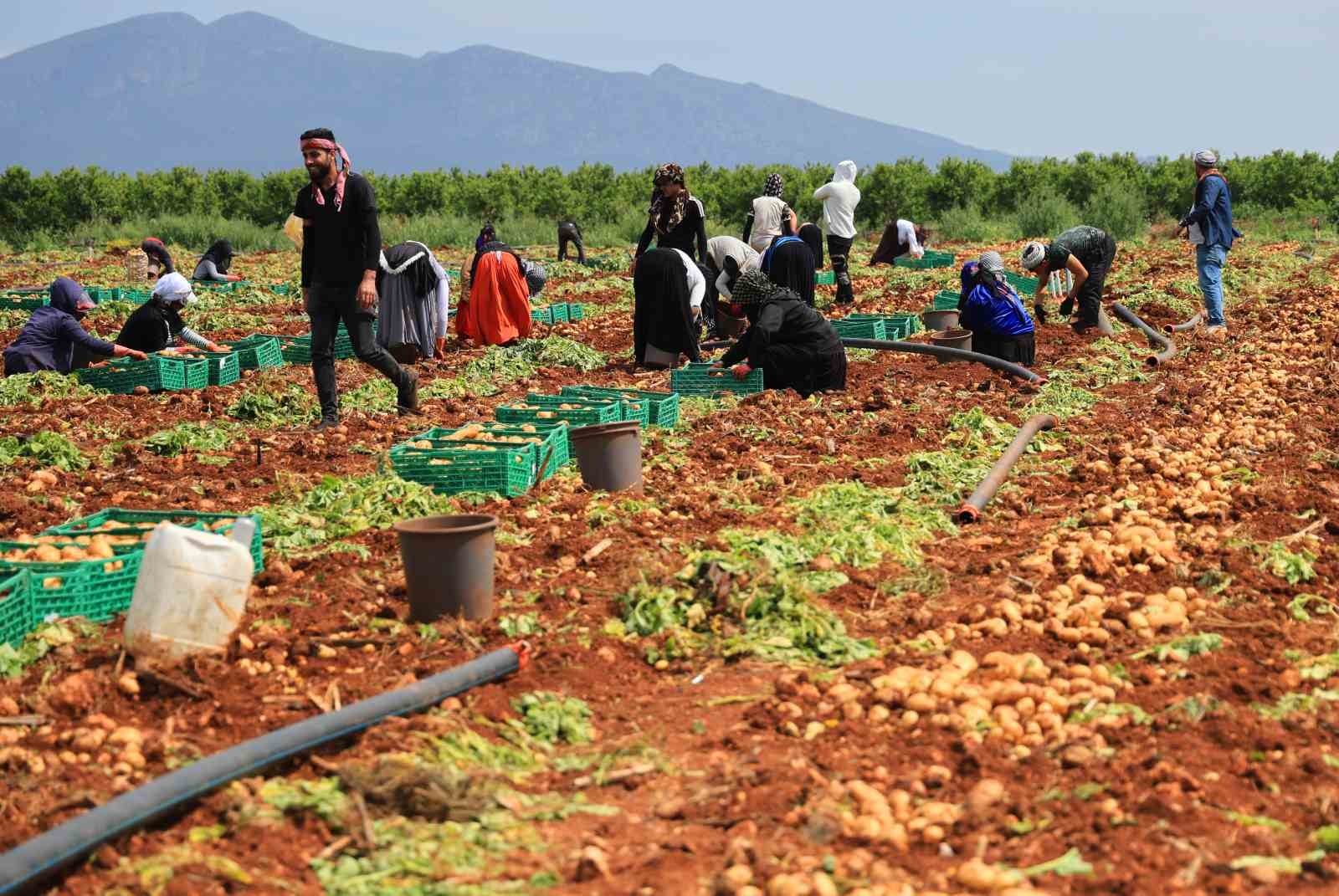turfanda patateste hasat basladi 8 5c7wmUQA