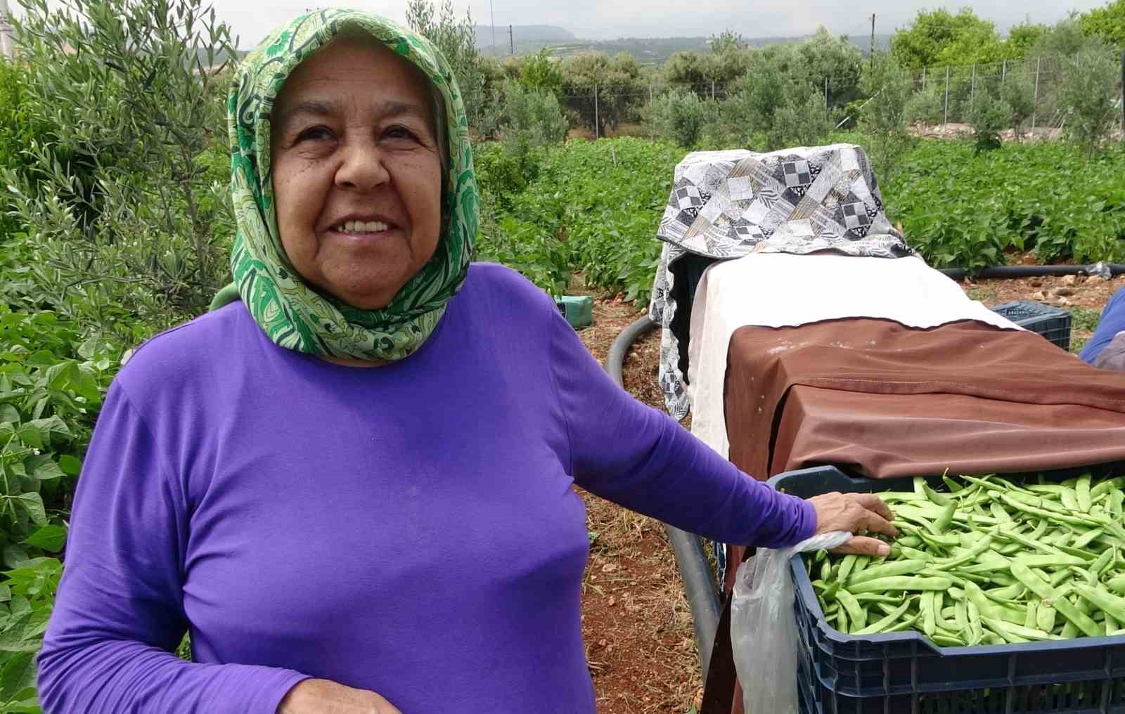 turfanda sarikiz hasadi basladi kilosu 100 tlden alici buldu 4 tbhH3Fp2