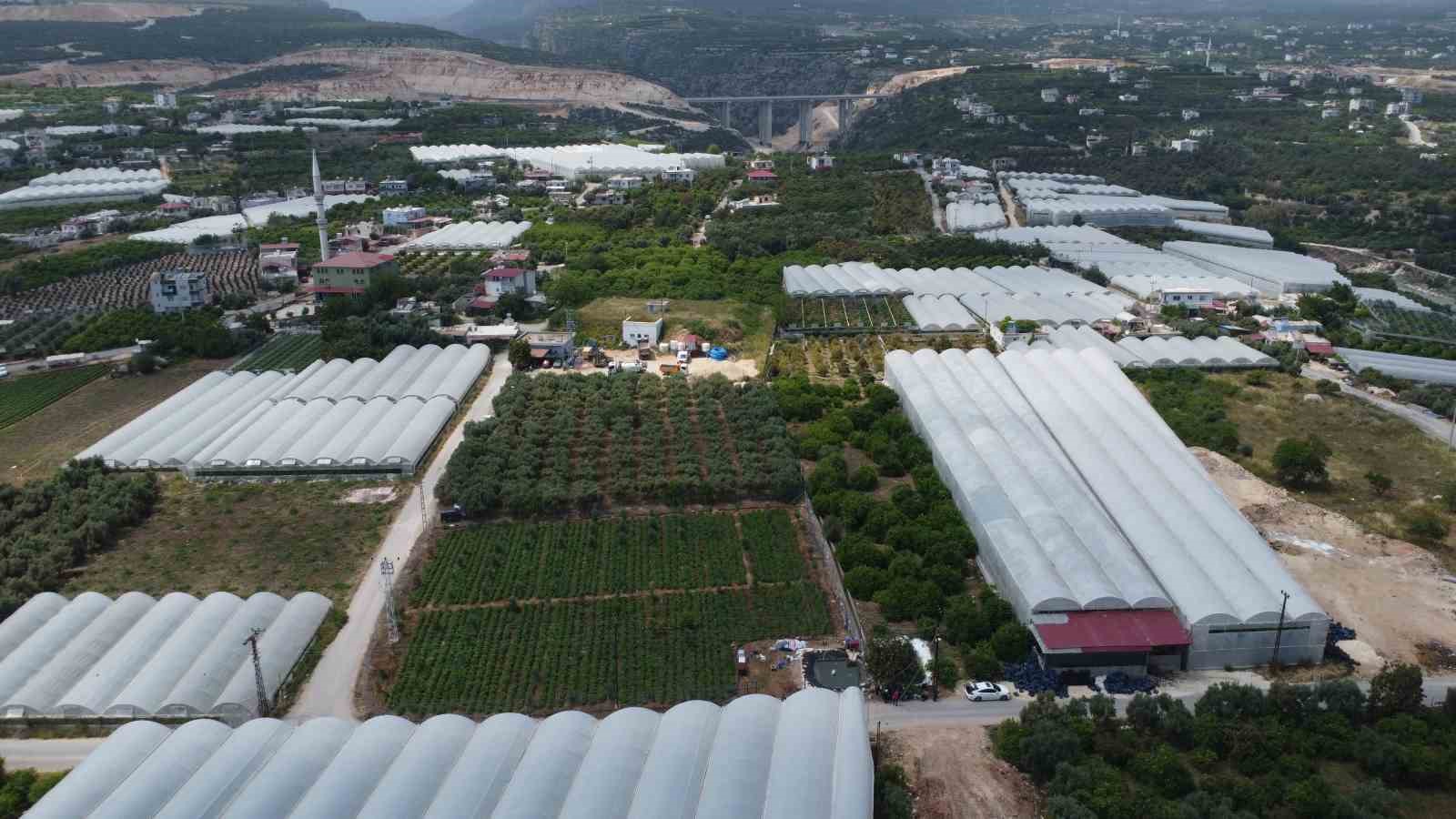 turfanda sarikiz hasadi basladi kilosu 100 tlden alici buldu 5 j3PTyjkz