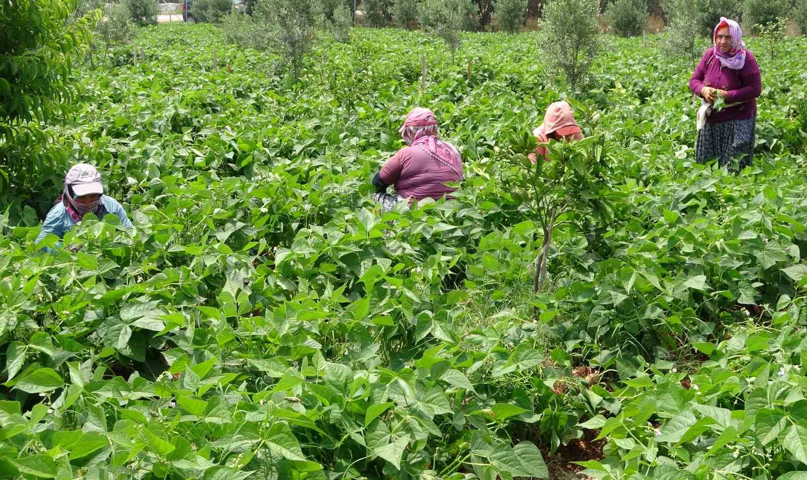 turfanda sarikiz hasadi basladi kilosu 100 tlden alici buldu 6 6SmZKRin