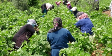 turfanda-sarikiz-hasadi-basladi-kilosu-100-tlden-alici-buldu-tzFASsDj.jpg