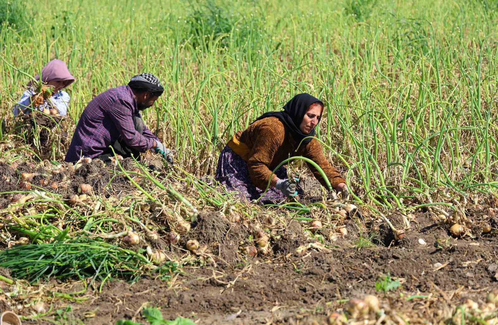 turfanda soganda hasat basladi fiyati arz talep belirleyecek 2