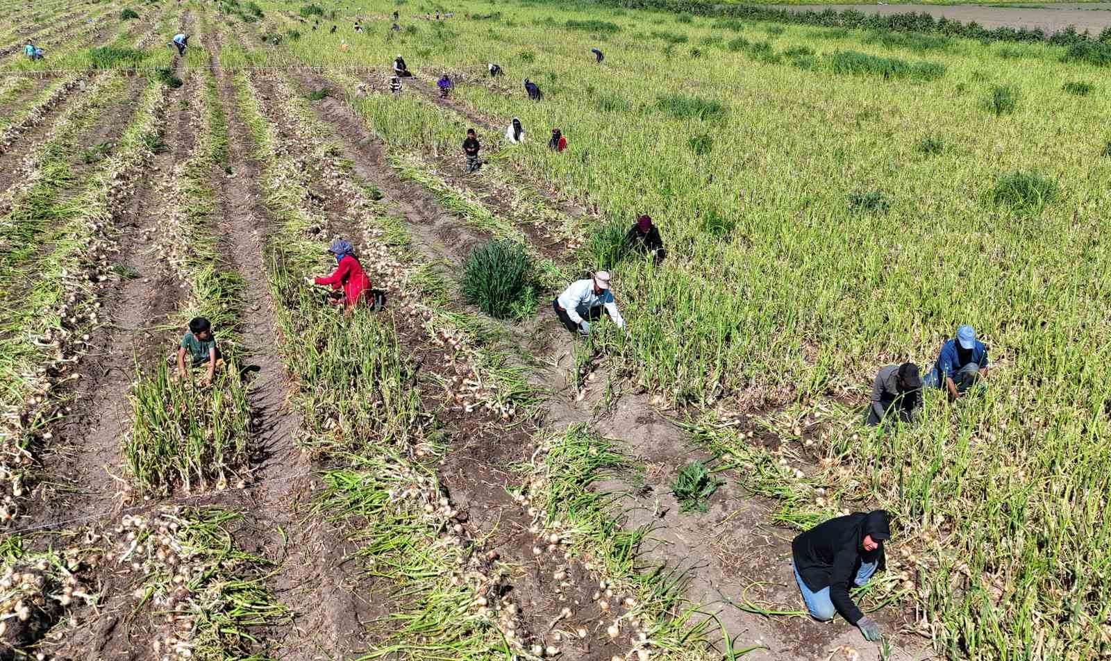 turfanda soganda hasat basladi fiyati arz talep belirleyecek 4 1vYkFk9w