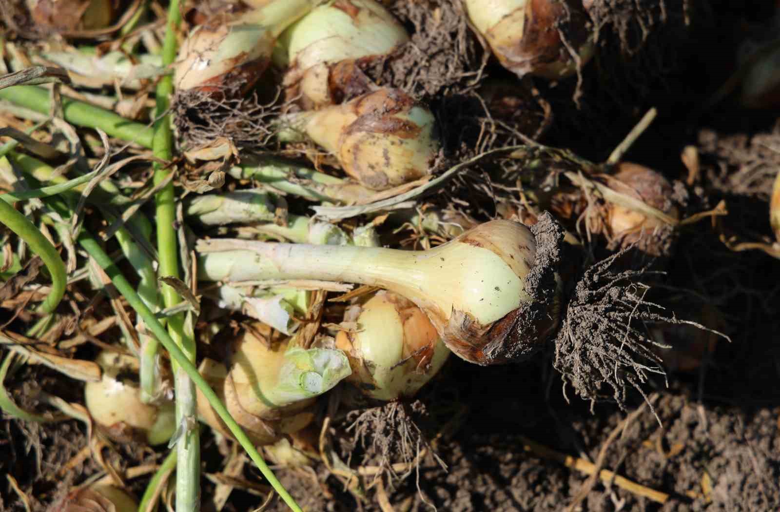 turfanda soganda hasat basladi fiyati arz talep belirleyecek 9