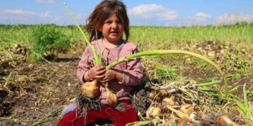 turfanda-soganda-hasat-basladi-fiyati-arz-talep-belirleyecek-HH48G1qT.jpg