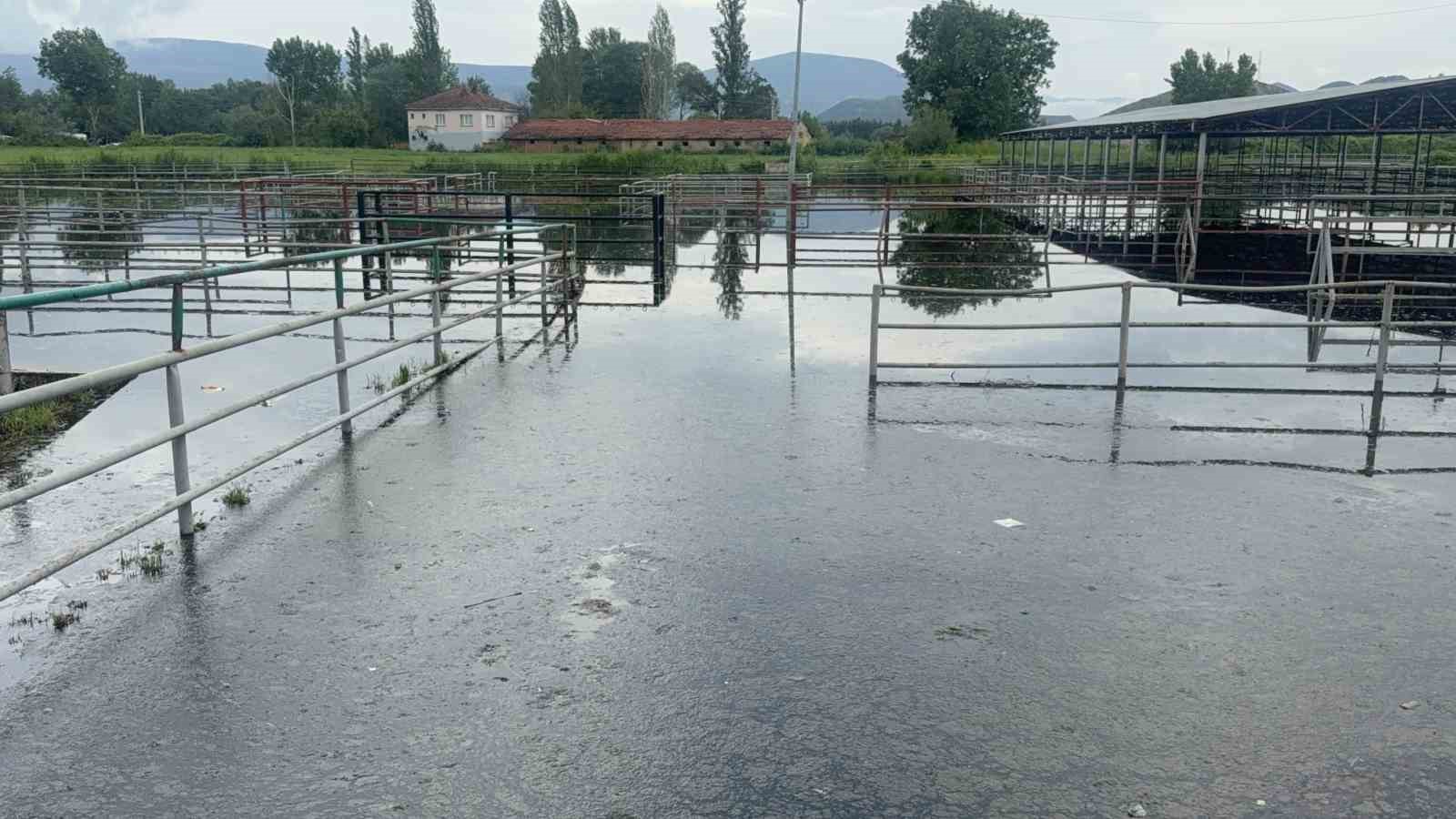 turhalda hayvan pazari sular altinda kaldi 4 y5RVIadO