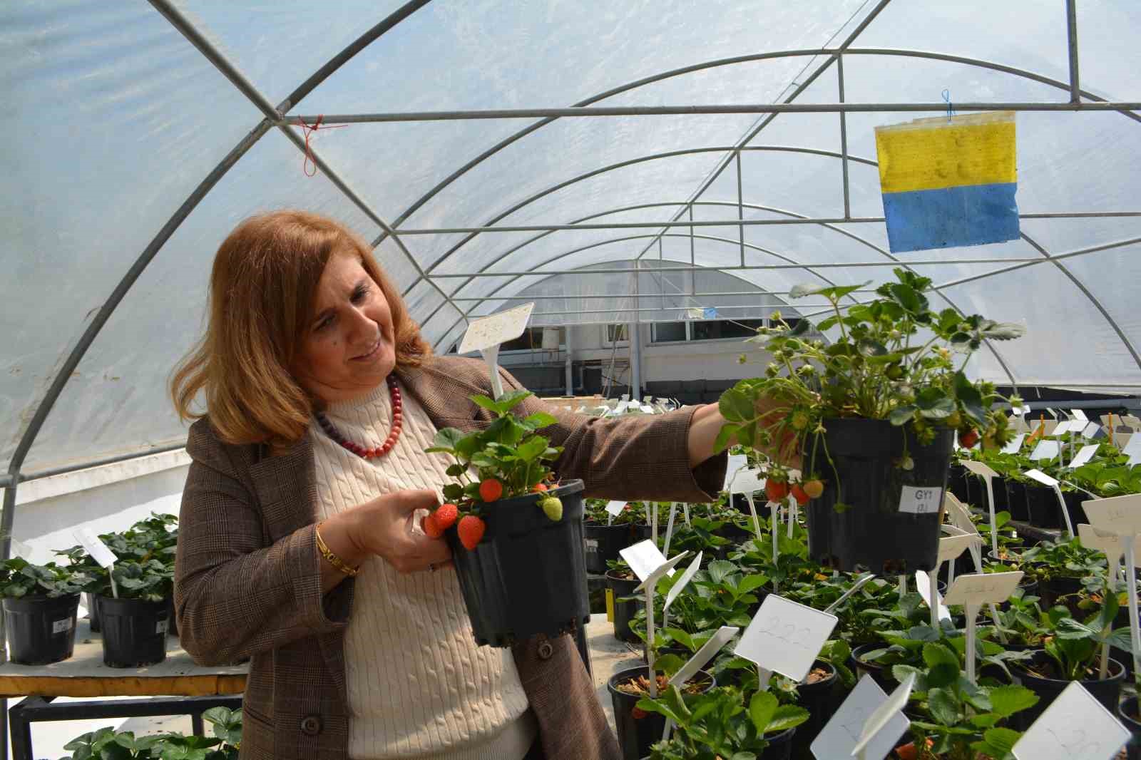 turk bilim adamlari tarafindan super cilekler gelistirildi 2