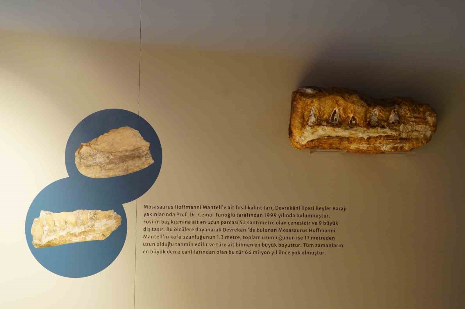 turk profesor asyada ilk kez kesfedilen denizlerin dinozorunu anlatti 2