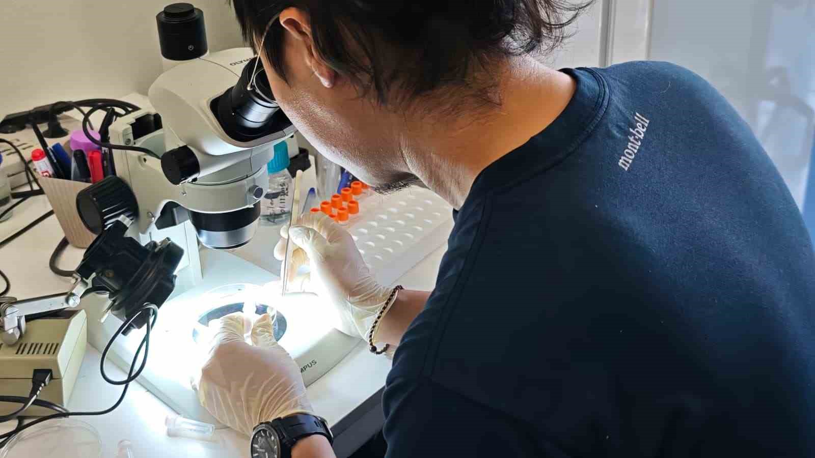 turkiye ve japonyadan kene tehdidine karsi ortak mucadele 3