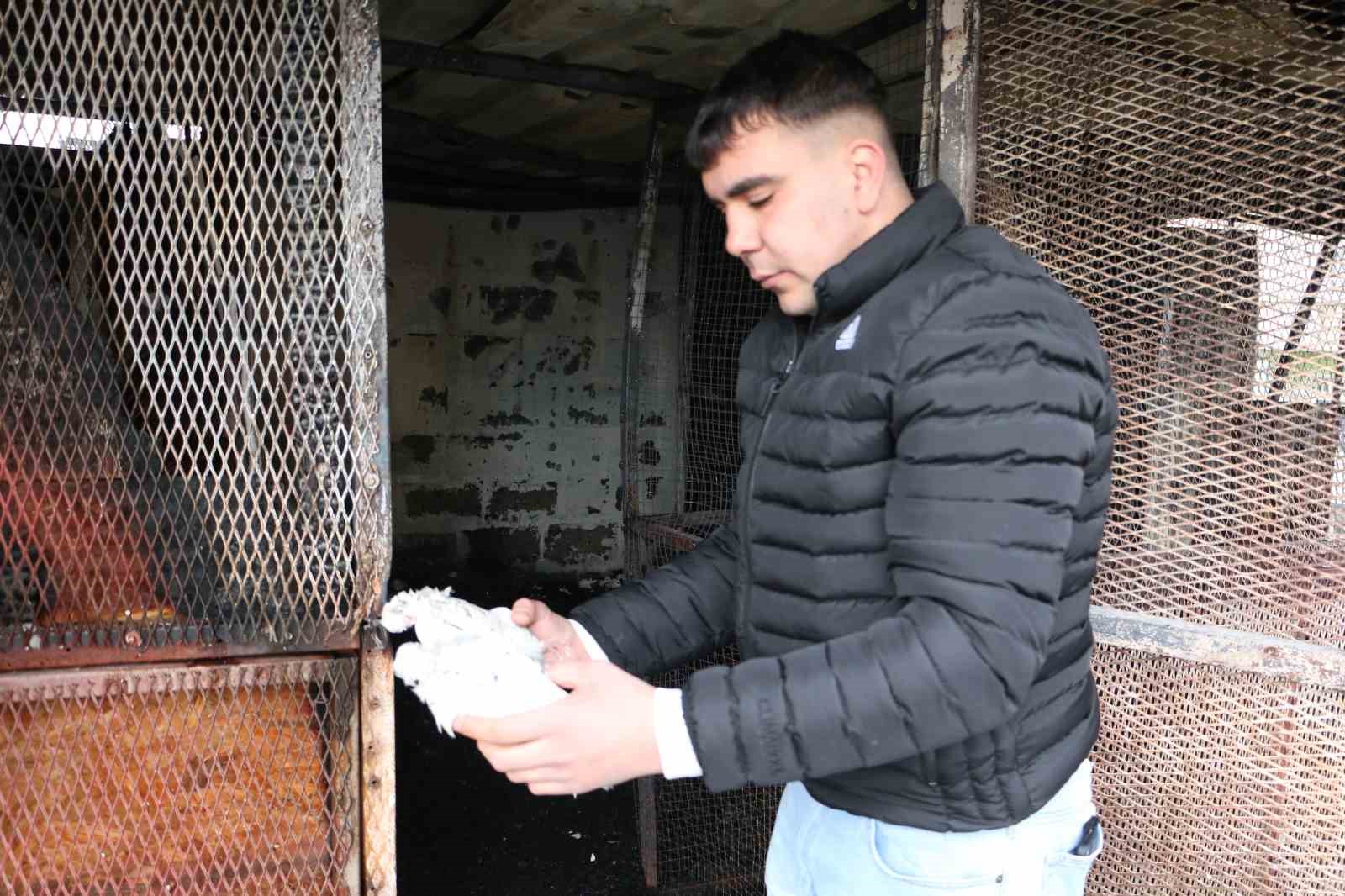 turkiyede bir ilkti diyarbakirdaki guvercin otelinde cikan yanginda 100den fazla kus telef oldu 5 RH6CSHeI