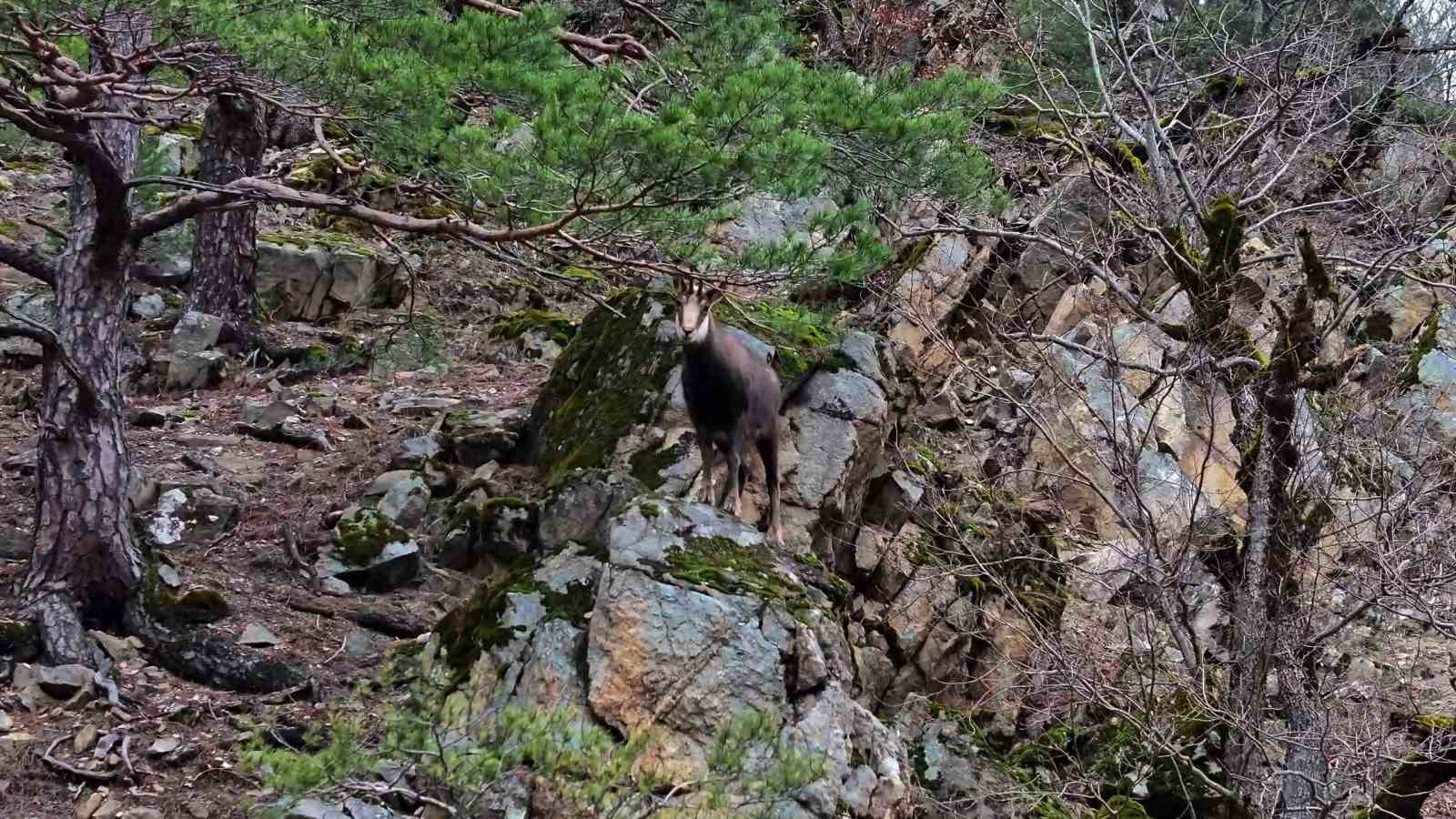 turkiyede en dusuk rakimda sadece gumushanede goruluyor 4