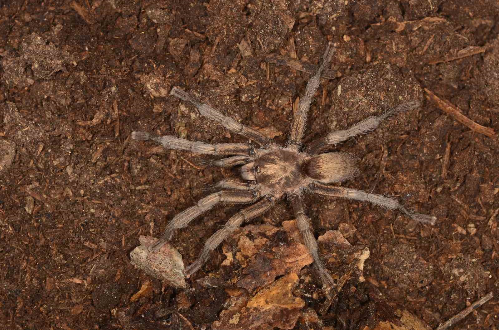 turkiyede ilk kez yeni bir tarantula cinsi kaydedildi 0 JikKYeme