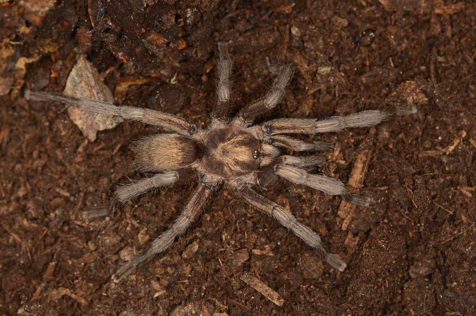 turkiyede ilk kez yeni bir tarantula cinsi kaydedildi 2 K3w6aTT9