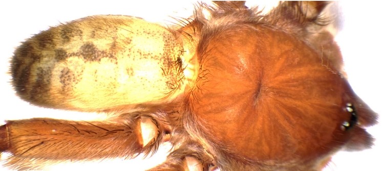 turkiyede ilk kez yeni bir tarantula cinsi kaydedildi 3 7wC9k3z8