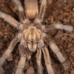 turkiyede-ilk-kez-yeni-bir-tarantula-cinsi-kaydedildi-QJHS8M9E.jpg