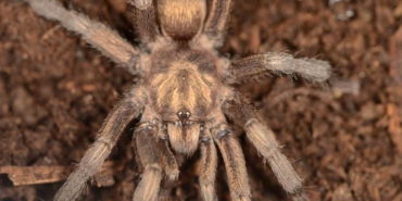 turkiyede-ilk-kez-yeni-bir-tarantula-cinsi-kaydedildi-QJHS8M9E.jpg