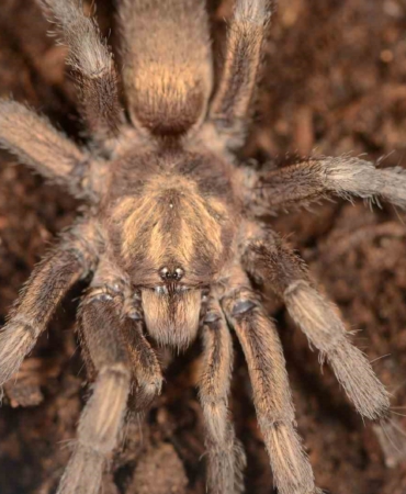 turkiyede-ilk-kez-yeni-bir-tarantula-cinsi-kaydedildi-QJHS8M9E.jpg