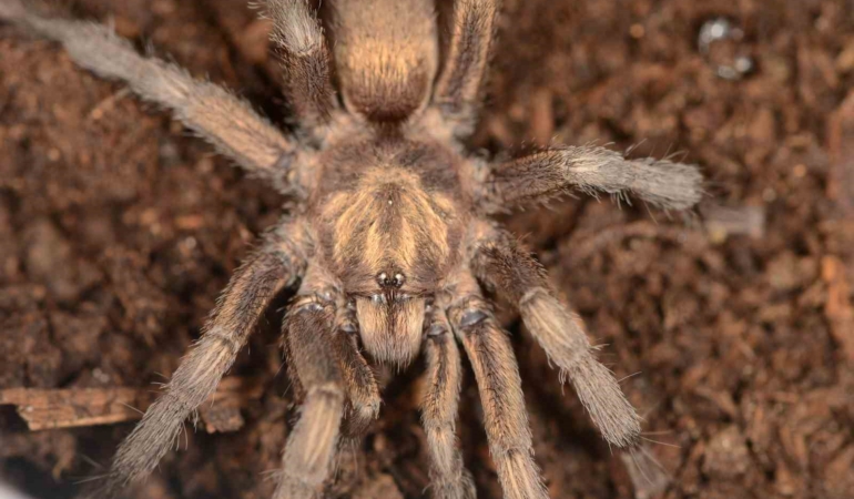 turkiyede-ilk-kez-yeni-bir-tarantula-cinsi-kaydedildi-QJHS8M9E.jpg