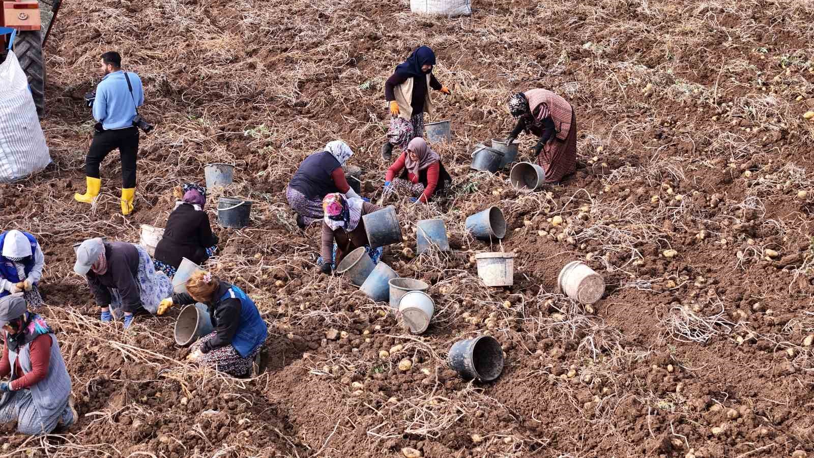 turkiyede sezonun son patatesleri sivasta sokuluyor 0