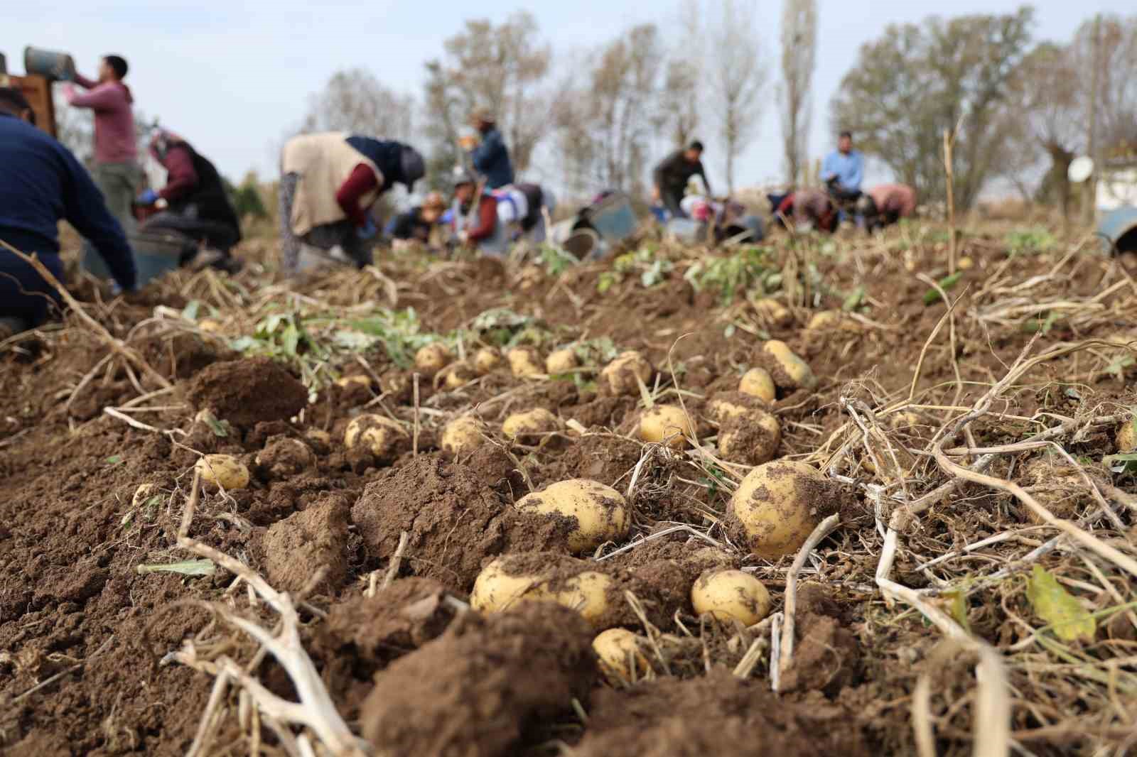 turkiyede sezonun son patatesleri sivasta sokuluyor 4 BzuGG6Uv
