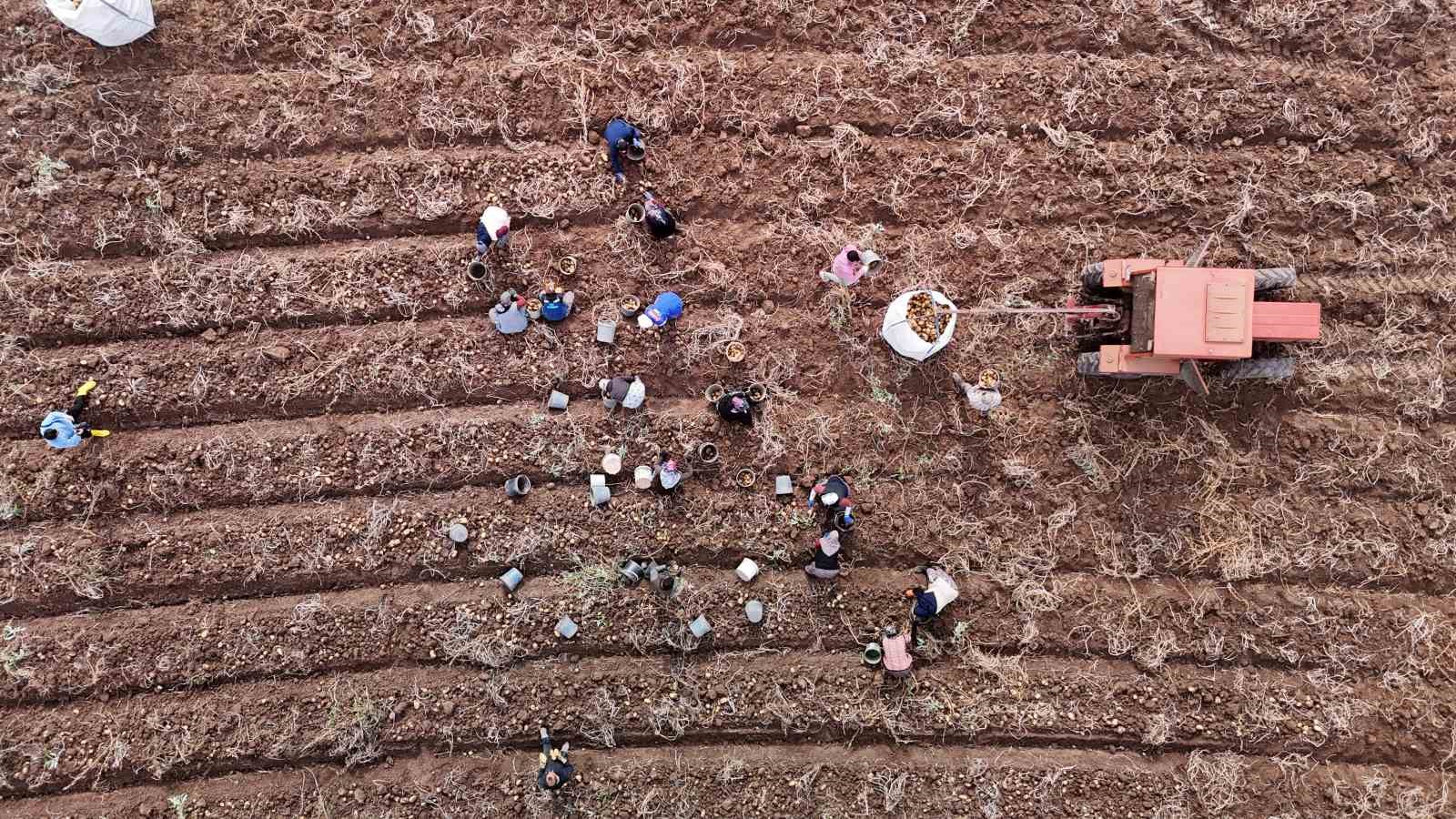 turkiyede sezonun son patatesleri sivasta sokuluyor 5 a1en4sWG
